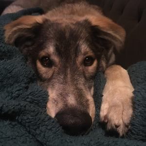 Meet your Posher, Kristan